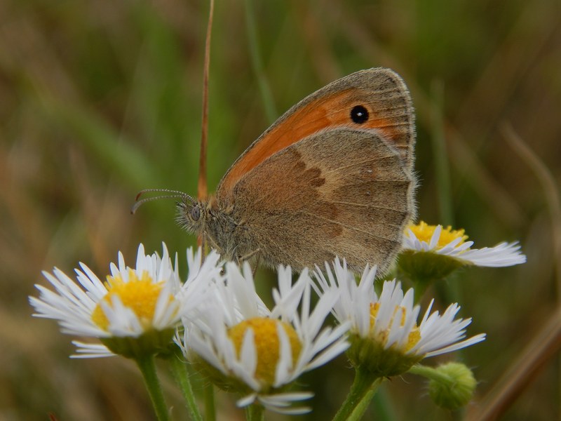 Coenonympha pamphilus 